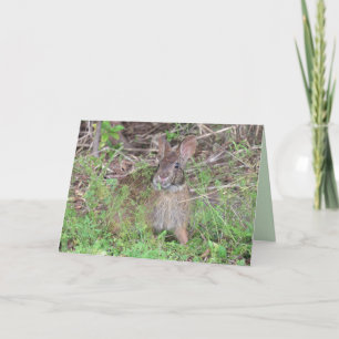 Adortable Bunny Rabbit Grußkarte Karte
