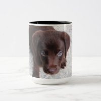 Adortable Chocolate Labrador Retriever Welpe