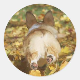 Adortable Corgi Hintern in Herbstlauben Runder Aufkleber