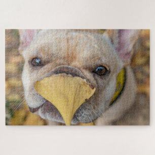 Adortable French Bulldog