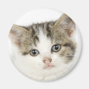 Adortable, niedliche Katze / Kätzchen Magnet