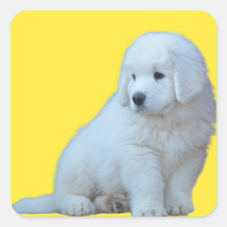 Adortable polnische Tatra Sheepdog Welpensticker Quadratischer Aufkleber