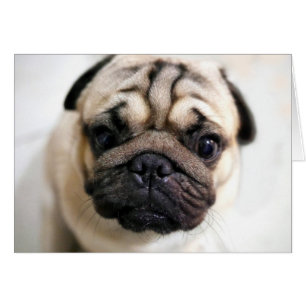 Adortable Puppy Eyes Mops