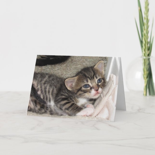 Adortable Tabby Grußkarte Karte (Vorderseite)