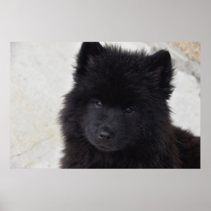 Adortable Welpe Poster