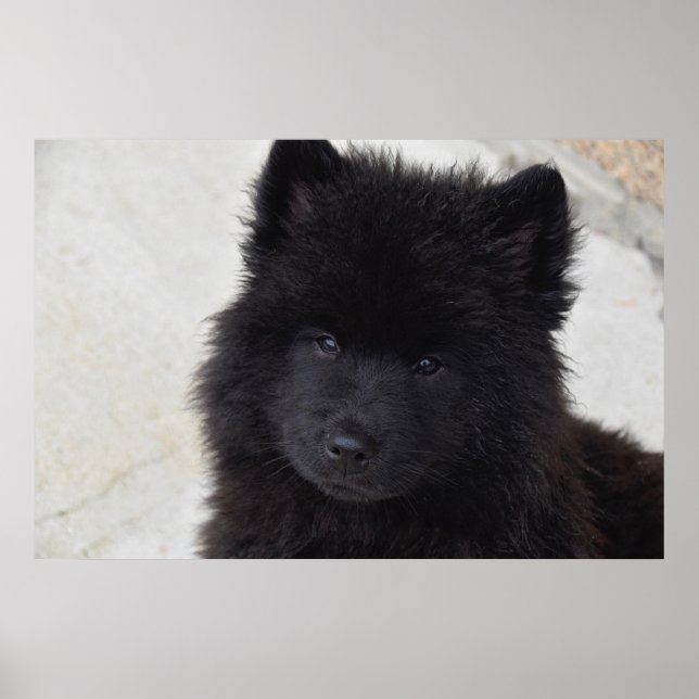 Adortable Welpe Poster (Vorne)