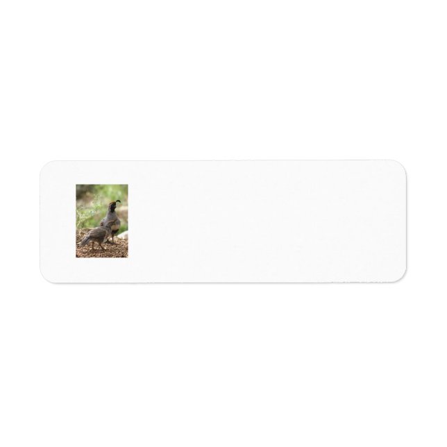 Adressetiketten für Quail and chick von Gambel (Vorne)