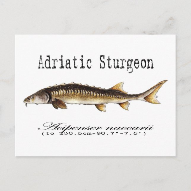 Adriatic Sturgeon Item Postkarte (Vorderseite)