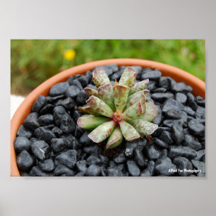 Adromischus, Sukkulente Poster