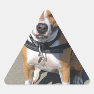 Adult American Staffordshire Terrier Dog Dreieckiger Aufkleber