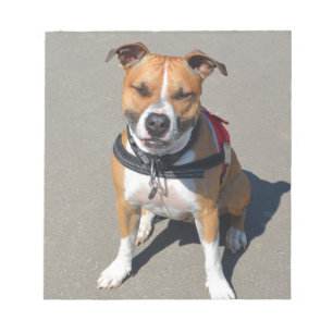 Adult American Staffordshire Terrier Dog Notizblock