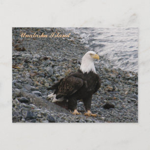 Adult Bald Adler am Strand, Insel Unalaska Postkarte