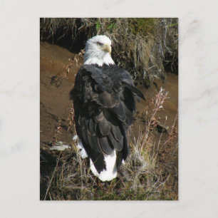 Adult Bald Eagle auf dem Ballyhoo Mountain Postkarte