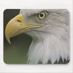 Adult Bald Eagle Portrait, Haliaeetus Mousepad