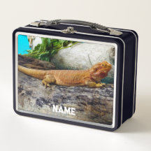 Adult Bearded Dragon Lizard