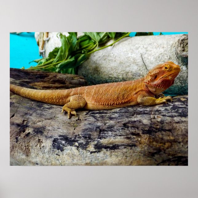 Adult Bearded Dragon Lizard Poster (Vorne)