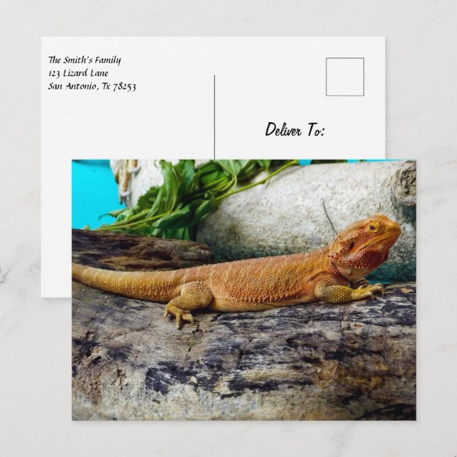 Adult Bearded Dragon Lizard Postkarte (Vorne/Hinten)