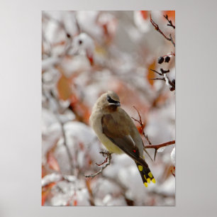 Adult Cedar Waxwing auf Schnee, Poster