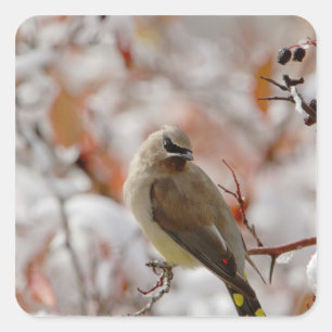 Adult Cedar Waxwing auf Schnee, Quadratischer Aufkleber