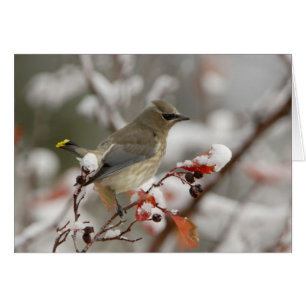 Adult Cedar Waxwing im Hasen mit Schnee