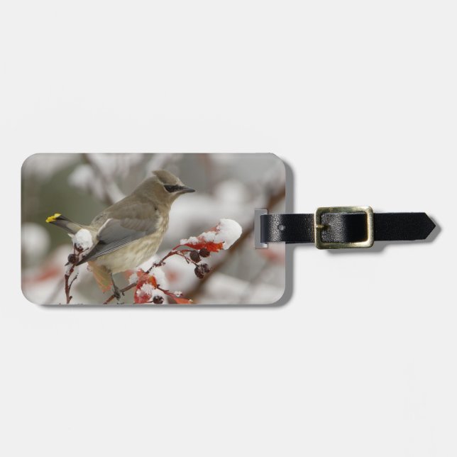 Adult Cedar Waxwing im Hasen mit Schnee Gepäckanhänger (Vorderseite horizontal)