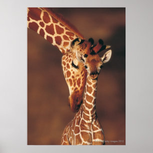 Adult Giraffe with calf (Giraffa camelopardalis) Poster