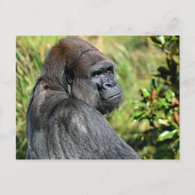 Adult Gorilla Postkarte (Vorderseite)