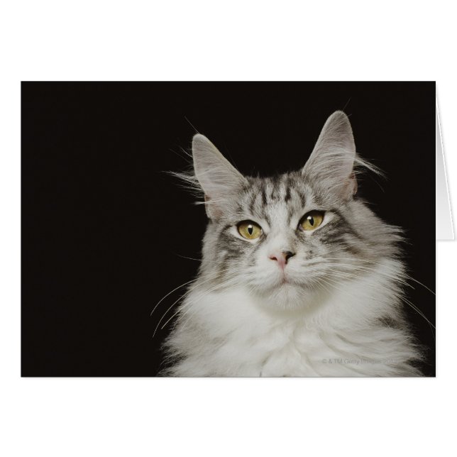 Adult Maine Coon Cat (Vorderseite (Horizontal))