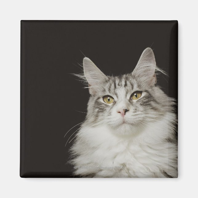 Adult Maine Coon Cat Magnet (Vorne)