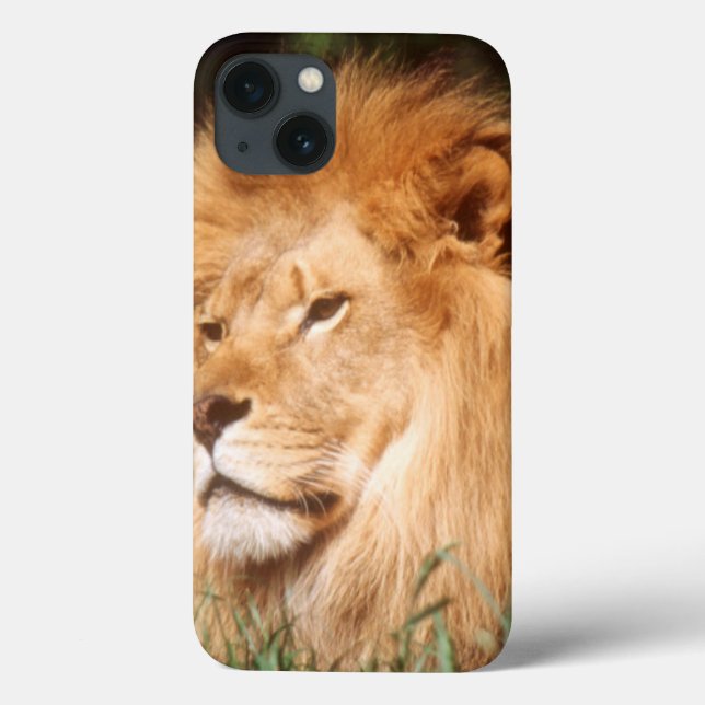 Adult male Lion Case-Mate iPhone Hülle (Rückseite)