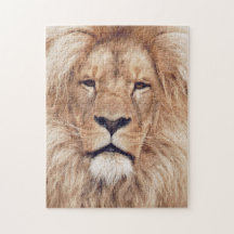 Adult Male Lion King of Africa