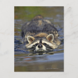 Adult Raccoon, Procyon lotorOrden: Postkarte