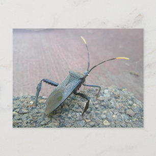 Adult-schwarz-leaf-gefußte Fehlerelemente Postkarte