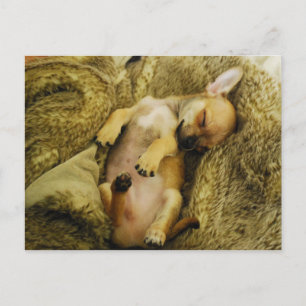 Adventskalender Chihuahua-Welpe Postkarte