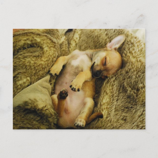 Adventskalender Chihuahua-Welpe Postkarte (Vorderseite)