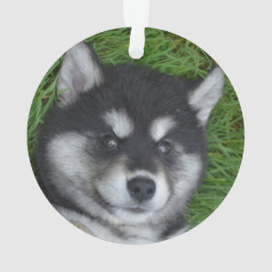 Adventure Alusky Welpenhund Ornament