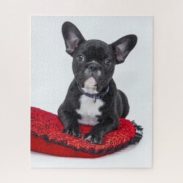 Adventure Black and White Bulldog Puppy Foto (Vertikal)