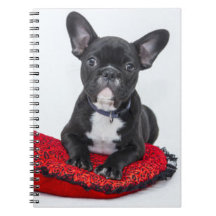 Adventure Black and White Bulldog Puppy Foto Notizblock