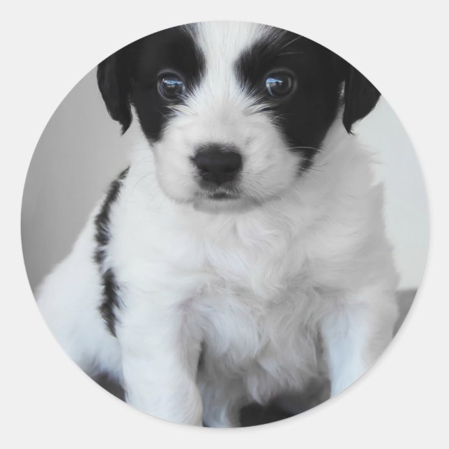 Adventure Black and White Puppy Runder Aufkleber (Vorderseite)