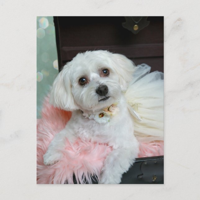 Adventure Extravagant White Puppy Portrait Foto Postkarte (Vorderseite)