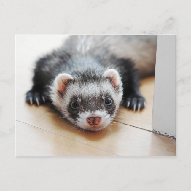 Adventure Sable Ferret Postkarte (Vorderseite)