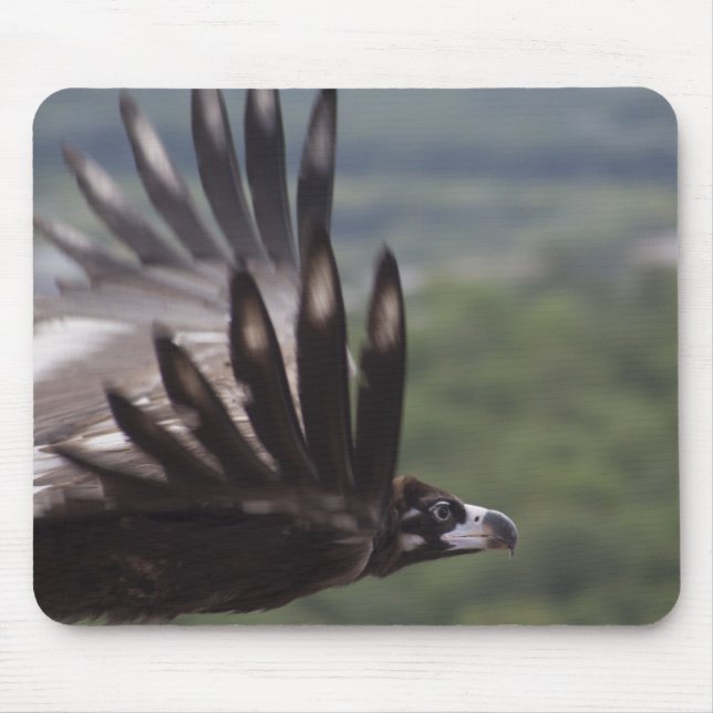 Aegypius monachus mousepad (Vorne)