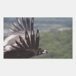 Aegypius monachus rechteckiger aufkleber