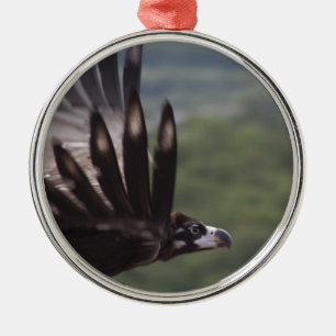 Aegypius monachus silbernes ornament