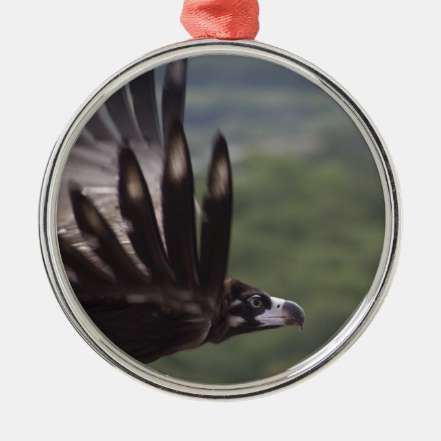 Aegypius monachus silbernes ornament (Vorne)