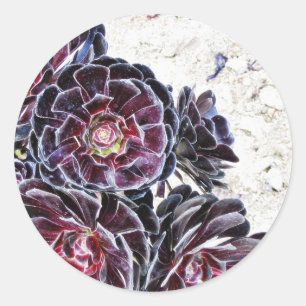Aeonium-Blume auf Trockengestein Runder Aufkleber