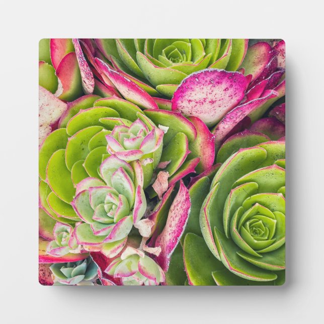 Aeonium Fotoplatte (Vorderseite)