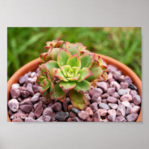 Aeonium Haworthii, Haworths Sukkulentenpflanze Poster