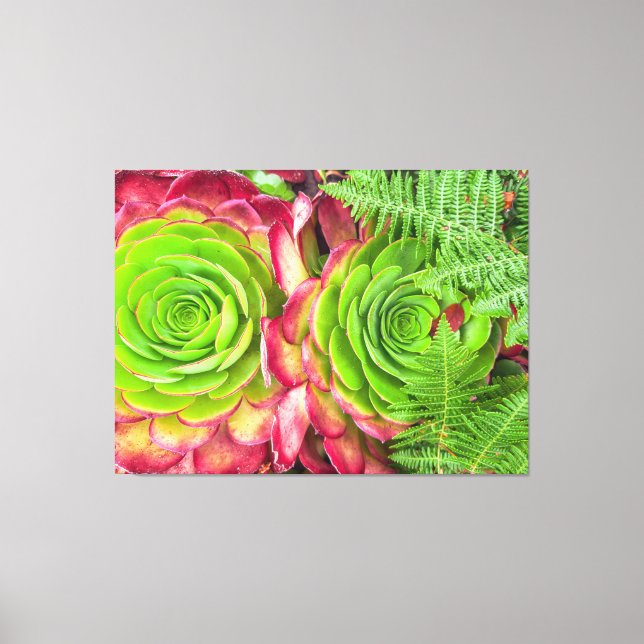 Aeonium Leinwanddruck (Vorderseite)