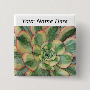 Aeonium-"Sonnendurchbruch" Button-zurück Button
